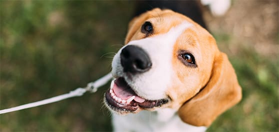 Smiling Beagle sitting on grass: Contact Us in Milpitas