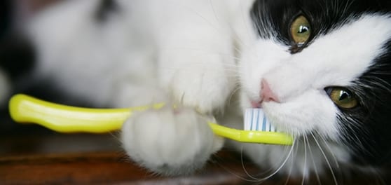 Cat Teeth Cleaning in Milpitas, CA
