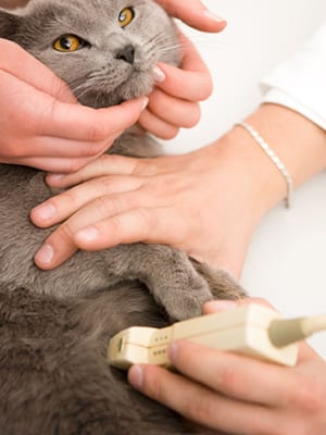 Veterinarian performing an ultrasound on a cat