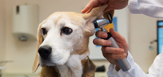 Veterinarian looking in a dog's ear