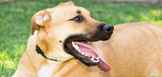Dog Teeth Cleaning in Milpitas, CA