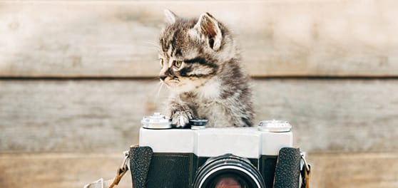 Cat taking a picture for our photo gallery