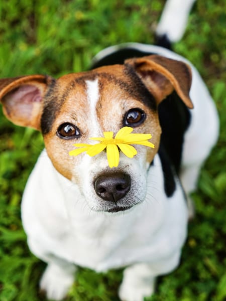 A dog with a yellow flower on his nose