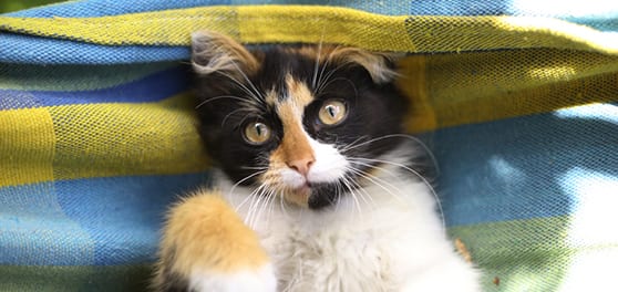 Kitten lying in a hammock: Appointment Request in Milpitas