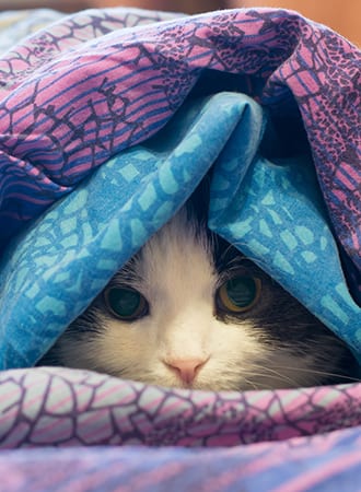 Cat resting under a blanket after emergency vet care