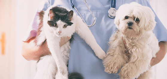 Veterinarian holding a dog and cat
