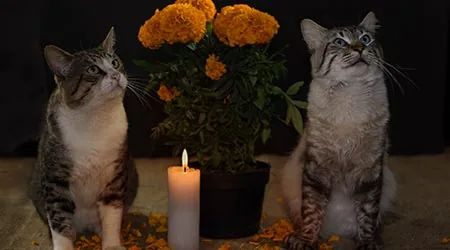 cats celebrating Day of the Dead